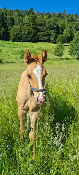 Toller Quarter Horse Wallach, red dun, 05/23