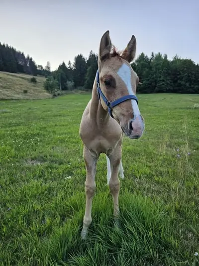 Toller Quarter Horse Wallach, red dun, 05/23