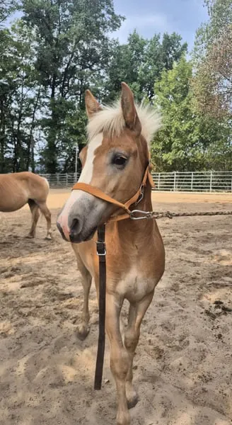 Typvolles Haflinger Hengstfohlen 03/26