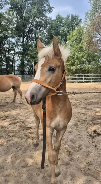 Potro de Haflinger con tipo, 03/26