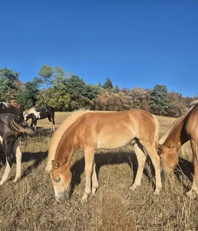 Typvolles Haflinger Hengstfohlen 03/26
