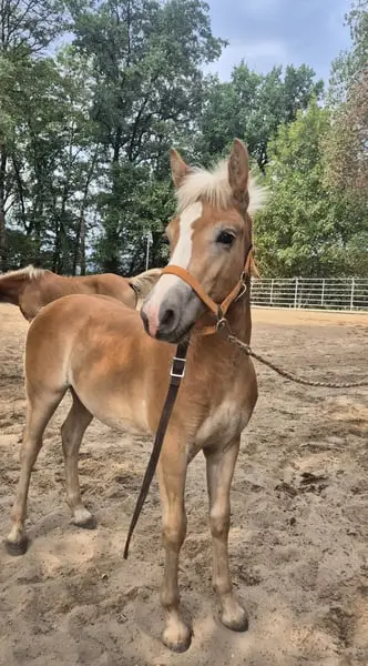 Typvolles Haflinger Hengstfohlen 03/26