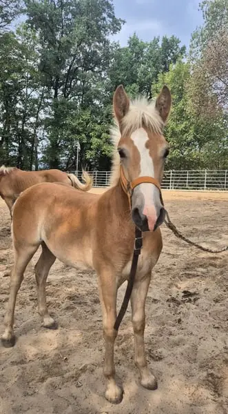 Typvolles Haflinger Hengstfohlen 03/26