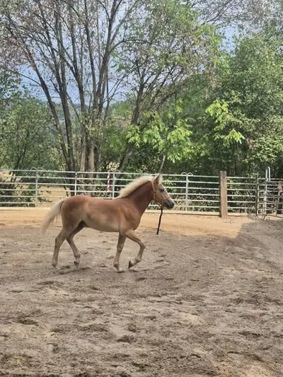 Typvolles Haflinger Hengstfohlen 03/26