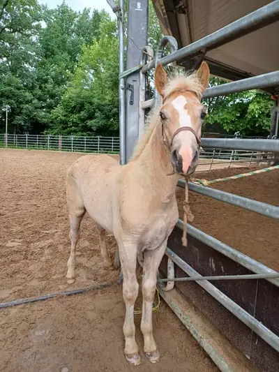 Typvolles Haflinger Hengstfohlen 03/26