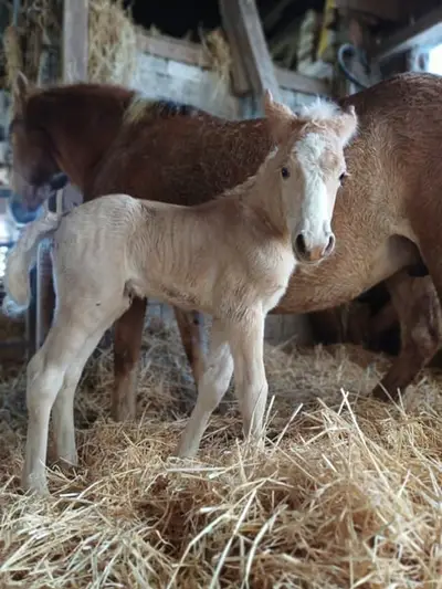 Typvolles Haflinger Hengstfohlen 03/26