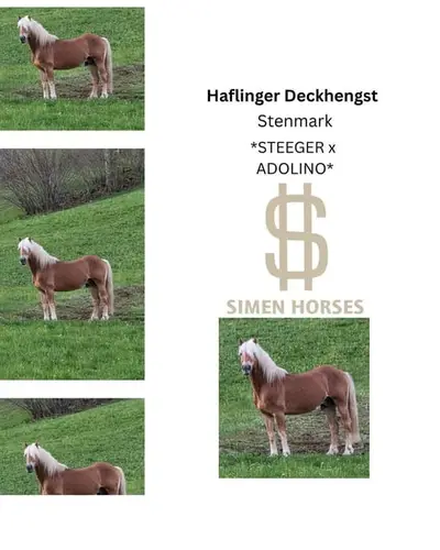 Typvolles Haflinger Hengstfohlen 03/26
