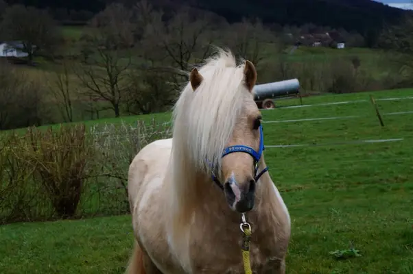 EL PINTO VON BUCHBERG