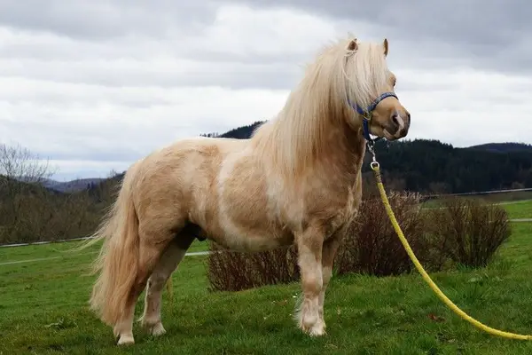 EL PINTO VON BUCHBERG