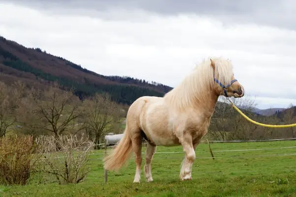 EL PINTO VON BUCHBERG