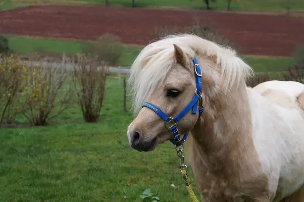 EL PINTO VON BUCHBERG