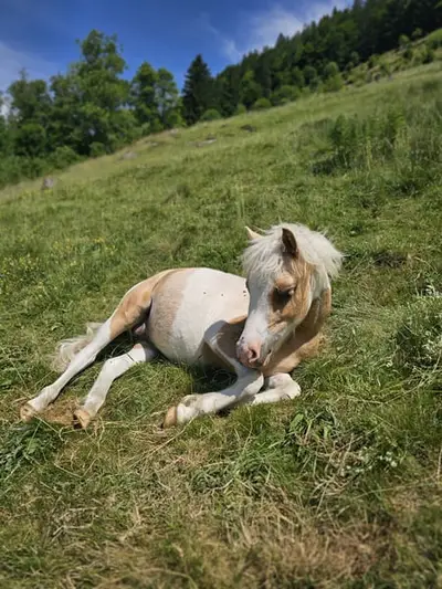 EL PINTO VON BUCHBERG