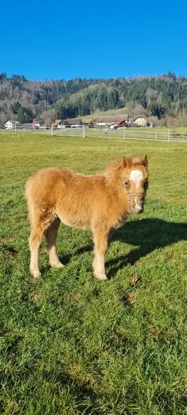 EL PINTO VON BUCHBERG