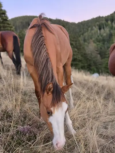 Semental Quarter Horse expresivo en red dun