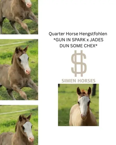 Ausdruckstarker Quarter Horse Hengst in red dun