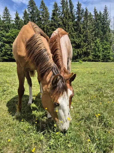 Ausdruckstarker Quarter Horse Hengst in red dun