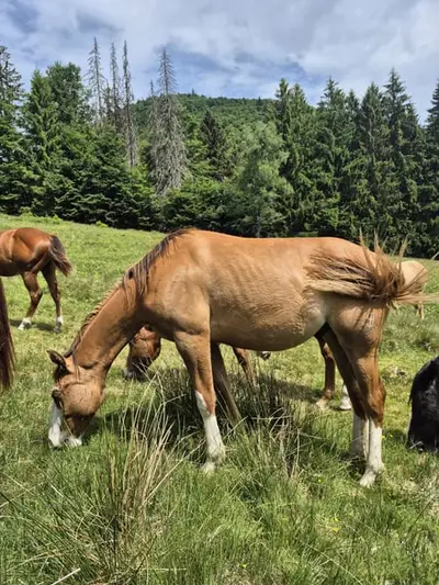 Ausdruckstarker Quarter Horse Hengst in red dun