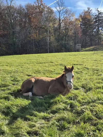 Ausdruckstarker Quarter Horse Hengst in red dun