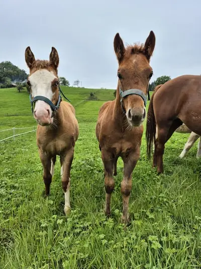 Ausdruckstarker Quarter Horse Hengst in red dun
