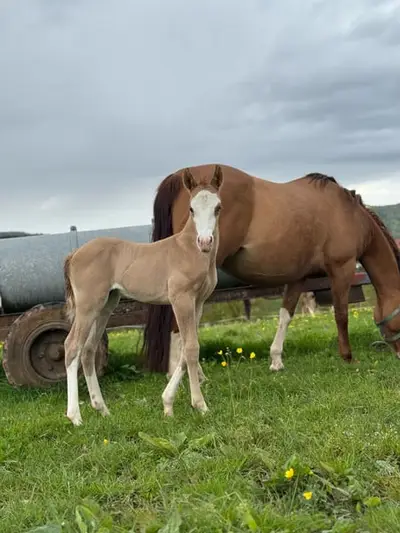 Ausdruckstarker Quarter Horse Hengst in red dun