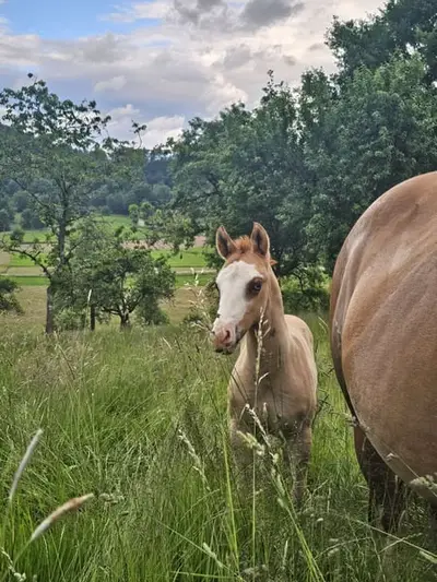 Ausdruckstarker Quarter Horse Hengst in red dun