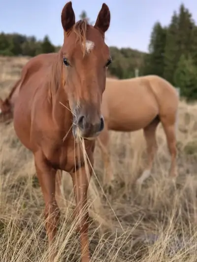 Bravo semental Quarter Horse con gran presencia
