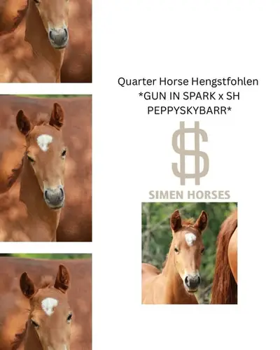 Braver Quarter Horse Hengst mit toller Ausstrahlung