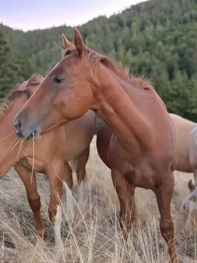 Braver Quarter Horse Hengst mit toller Ausstrahlung