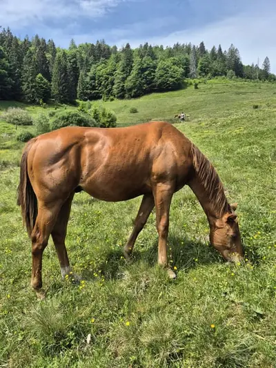 Braver Quarter Horse Hengst mit toller Ausstrahlung