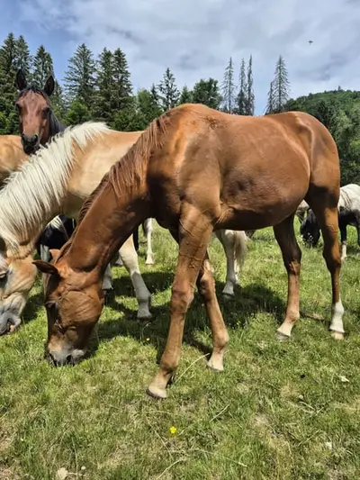Braver Quarter Horse Hengst mit toller Ausstrahlung