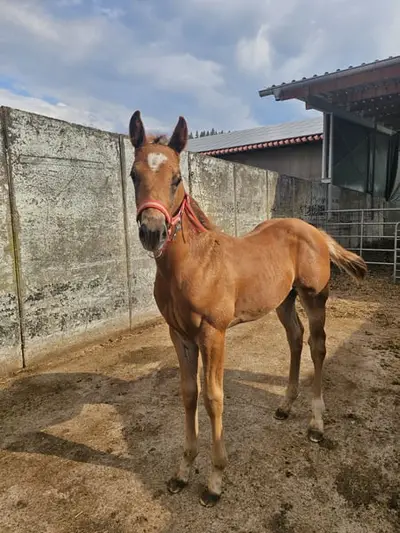 Braver Quarter Horse Hengst mit toller Ausstrahlung