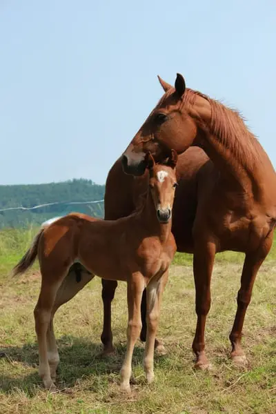Braver Quarter Horse Hengst mit toller Ausstrahlung