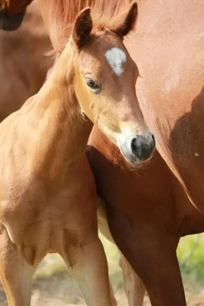 Braver Quarter Horse Hengst mit toller Ausstrahlung