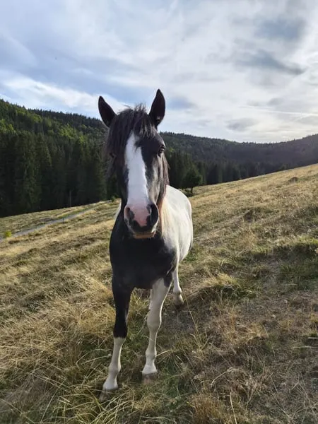 Lewitzer Mix x dt. Reitpony, ruhiger Hengst mit blauem Auge 03/24