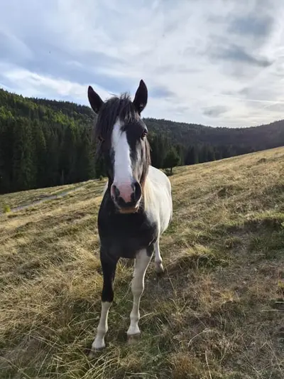 Lewitzer Mix x dt. Reitpony, ruhiger Hengst mit blauem Auge 03/24