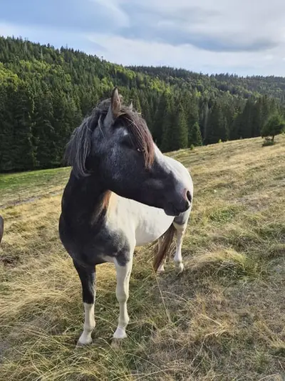 Lewitzer Mix x dt. Reitpony, ruhiger Hengst mit blauem Auge 03/24