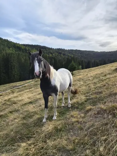 Lewitzer Mix x dt. Reitpony, ruhiger Hengst mit blauem Auge 03/24