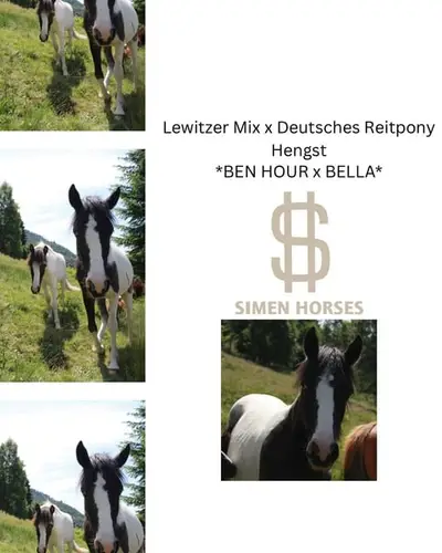 Lewitzer Mix x dt. Reitpony, ruhiger Hengst mit blauem Auge 03/24