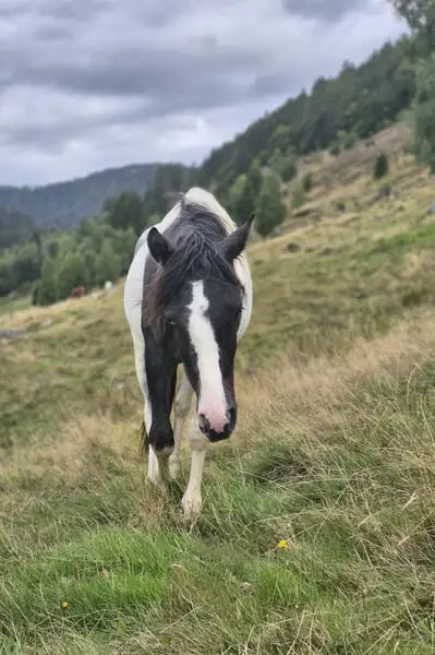 Lewitzer Mix x dt. Reitpony, ruhiger Hengst mit blauem Auge 03/24