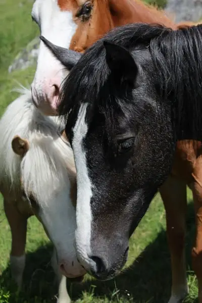 Lewitzer Mix x dt. Reitpony, ruhiger Hengst mit blauem Auge 03/24