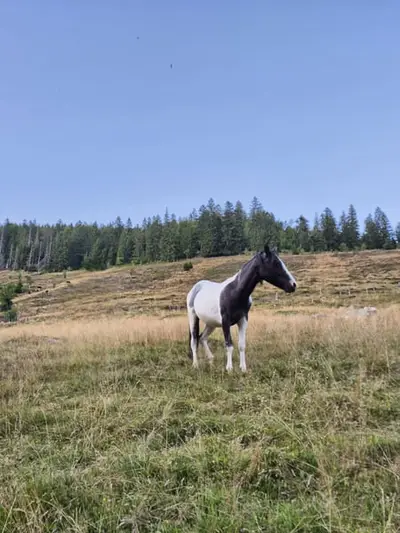 Lewitzer Mix x dt. Reitpony, ruhiger Hengst mit blauem Auge 03/24