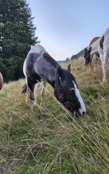 Lewitzer Mix x dt. Reitpony, ruhiger Hengst mit blauem Auge 03/24