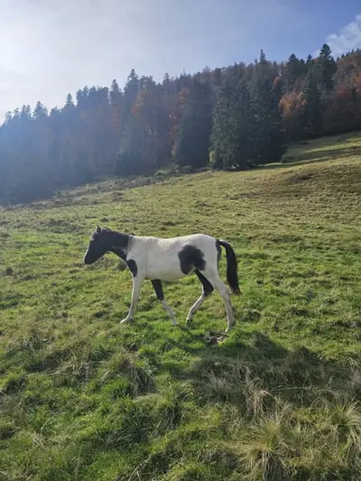 Lewitzer Mix x dt. Reitpony, ruhiger Hengst mit blauem Auge 03/24