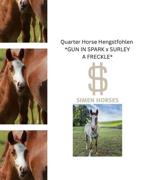 Bildhübscher Quarter Horse Hengst, red roan, blaue Augen