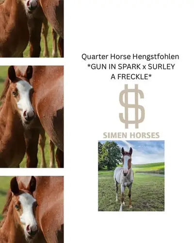 Precioso semental Quarter Horse, red roan, ojos azules