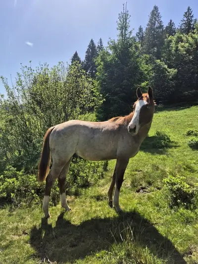 Bildhübscher Quarter Horse Hengst, red roan, blaue Augen