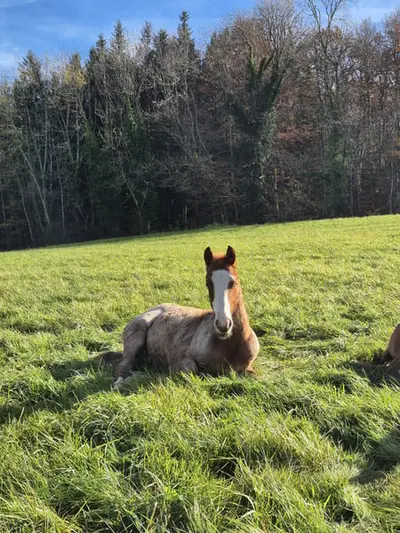 Bildhübscher Quarter Horse Hengst, red roan, blaue Augen