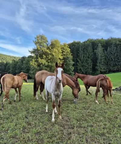 Bildhübscher Quarter Horse Hengst, red roan, blaue Augen