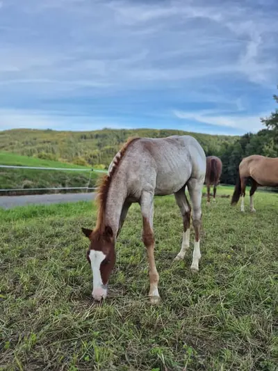 Bildhübscher Quarter Horse Hengst, red roan, blaue Augen