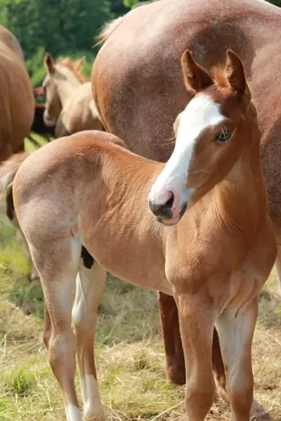 Bildhübscher Quarter Horse Hengst, red roan, blaue Augen